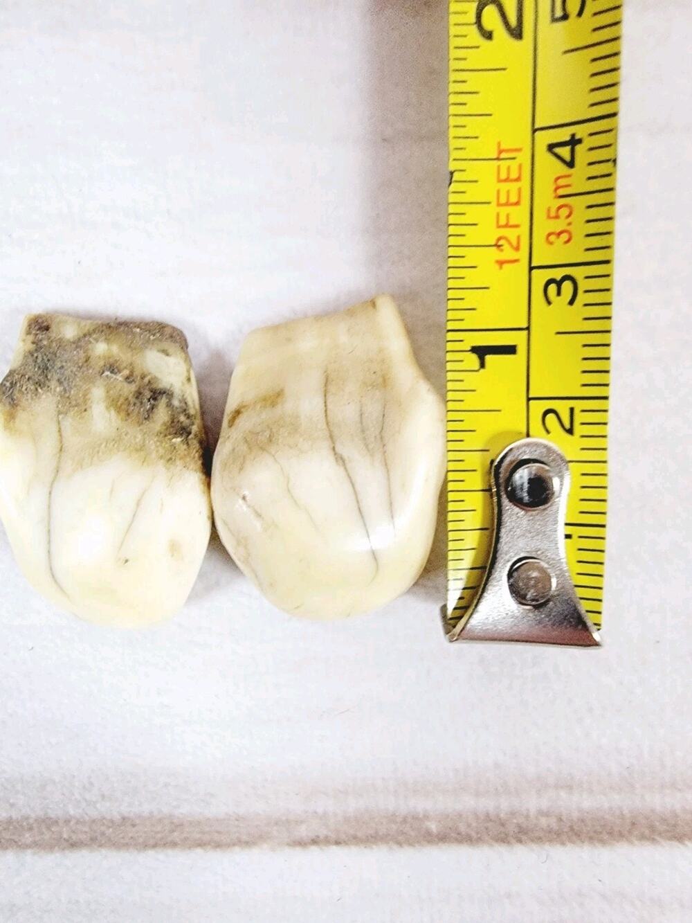 Set Of Bull Elk Ivories, Uncleaned, Natural Manti Lasal Utah Mountains
